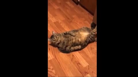 The best 🔥🔥 Tik, 💥 Tok 💥 compilation videos of pet