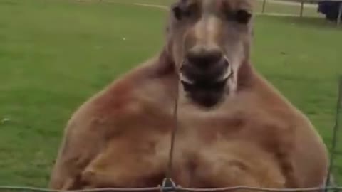 Kangaroo on steroid