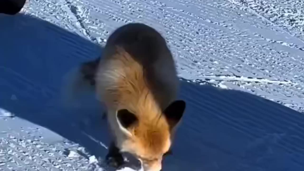 Beautiful fox burying food for later