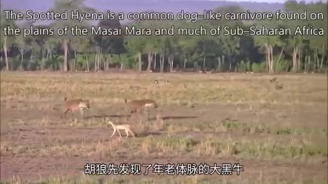 poor big buffalo