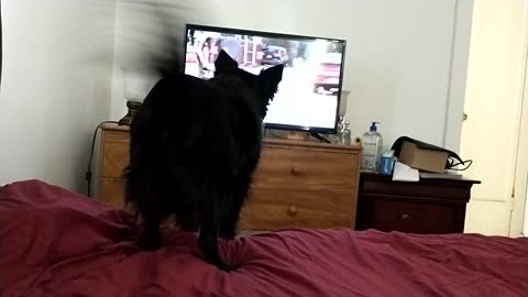 Dog can't handle other dogs on tv