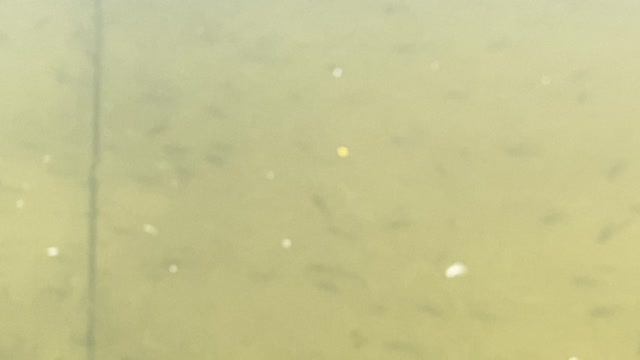 Minnows of the Humber River 6