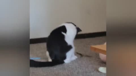 More Cute cats being Cats