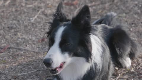 animal-dog-pet-cute