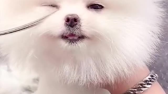 Baby dog video 🤩 cute and funny dog