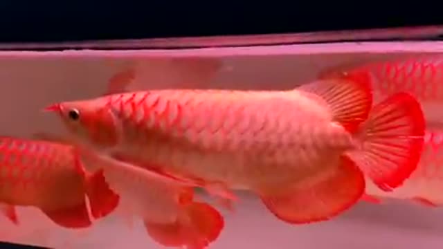 Arowana