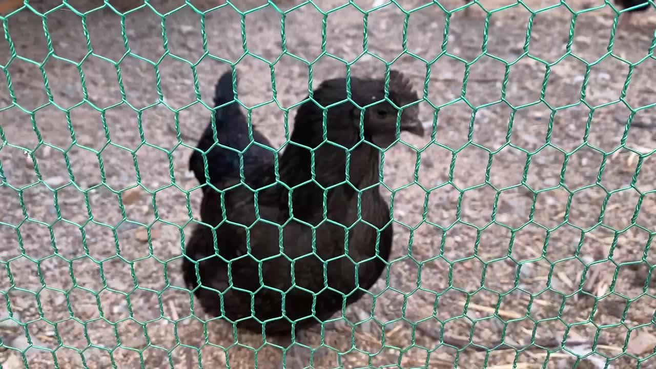 Black chicken in the henhouse.