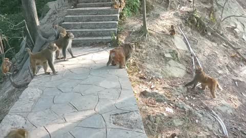 A group of small monkeys playing