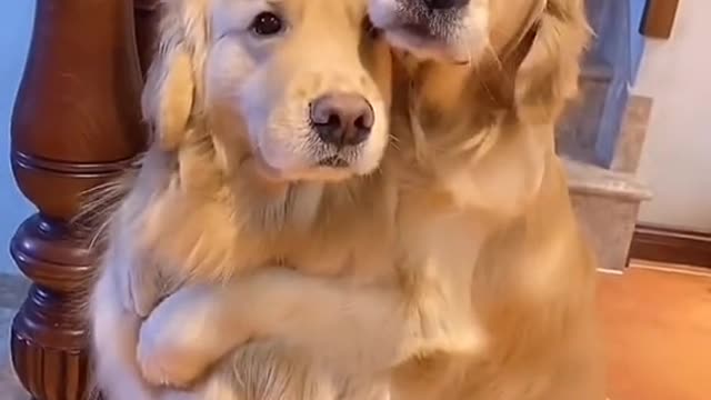 Cute Dog Hug each other