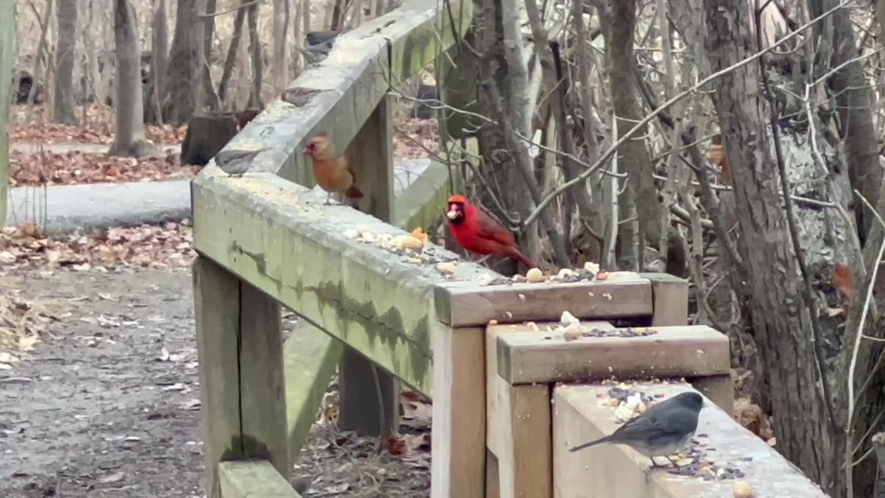 Cardinals and Dark Eyed Junco