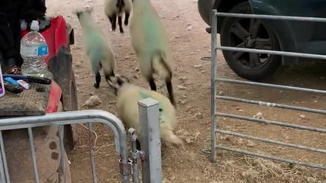 Friday Freedom - Sheep off duty for the week lol