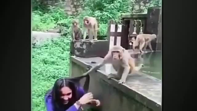 subscribe to this channe funny 🐒 monkey 😂 videos part 2