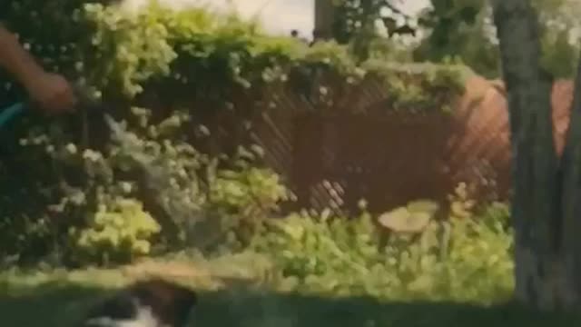 Dog splashes around with water hose