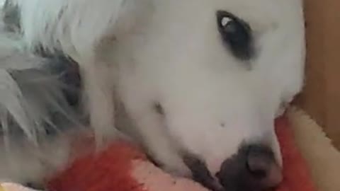 sad dog video