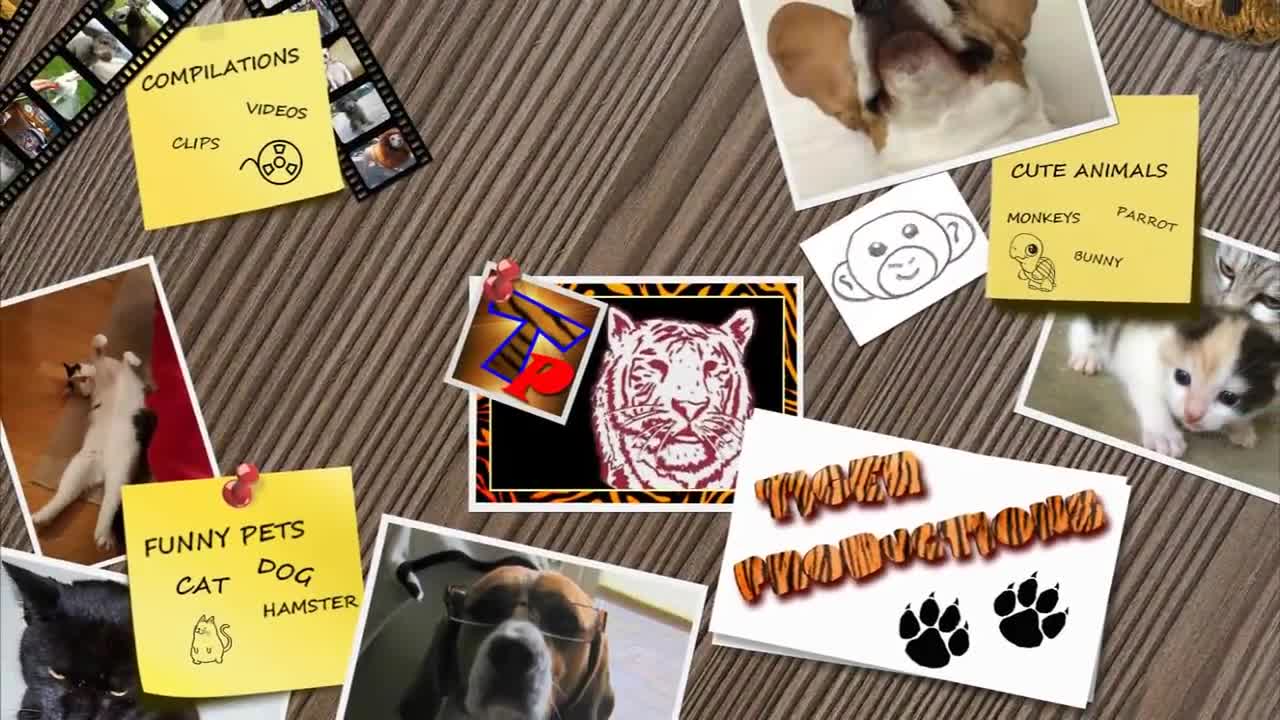 Funny Cats Doing Like Best Swimmer Top Funny Cat Video