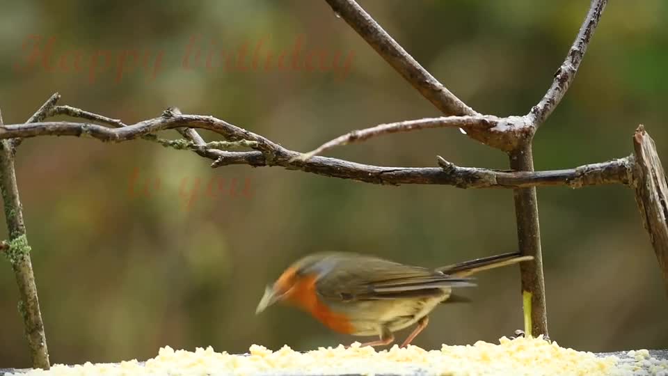 lori-bird-meal-parrot-coloured