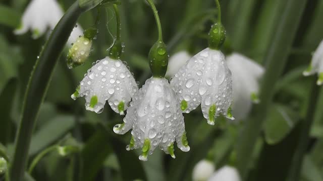 Beautiful Flowers