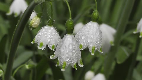 Beautiful Flowers