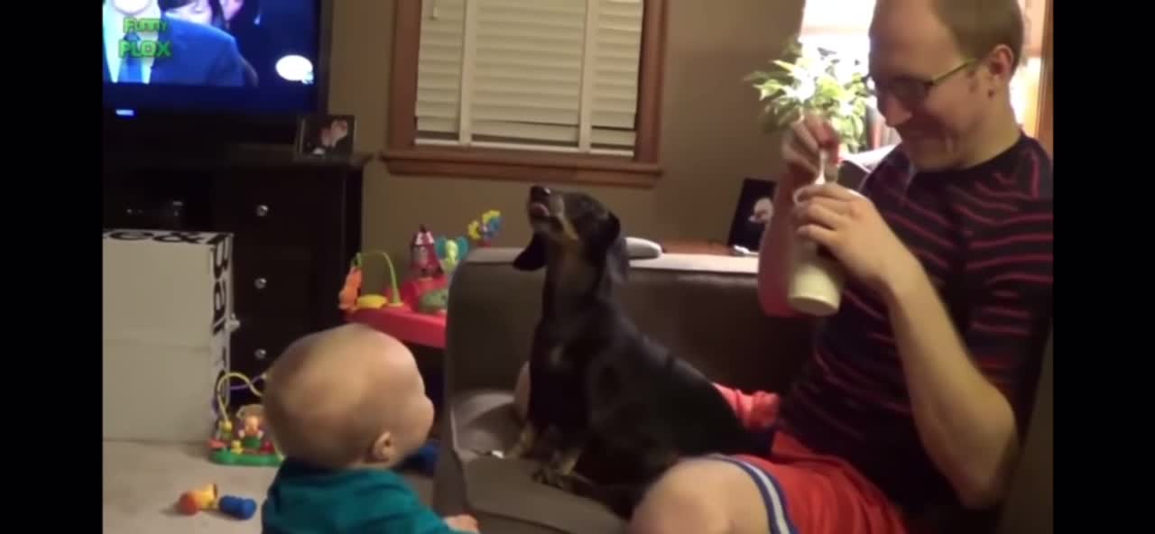 Funny Babies Laughing Hysterically at Dogs Compilation l