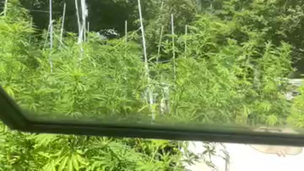 Still in valor par for course Sargent Major Bullshit Walz p 07 by Derek Hunter rumble