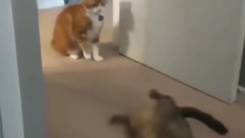 The brave cat knocked out his opponent with his paw