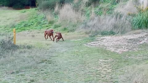 Speedy Rhodesian Ridgeback Pup Loses & Finds Laidback RR Dog