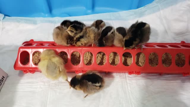 My baby chicks