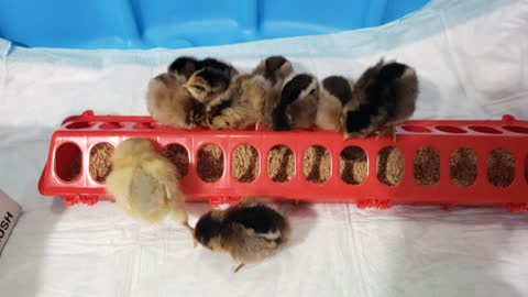 My baby chicks