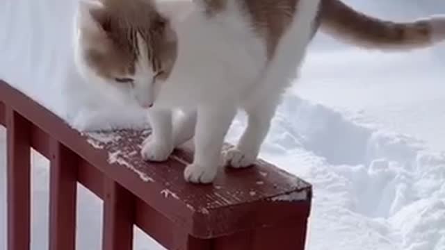 Cat jump into the snow ❄️