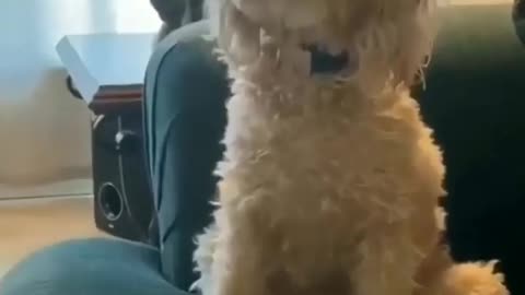 Me and my mind | Cute Dog
