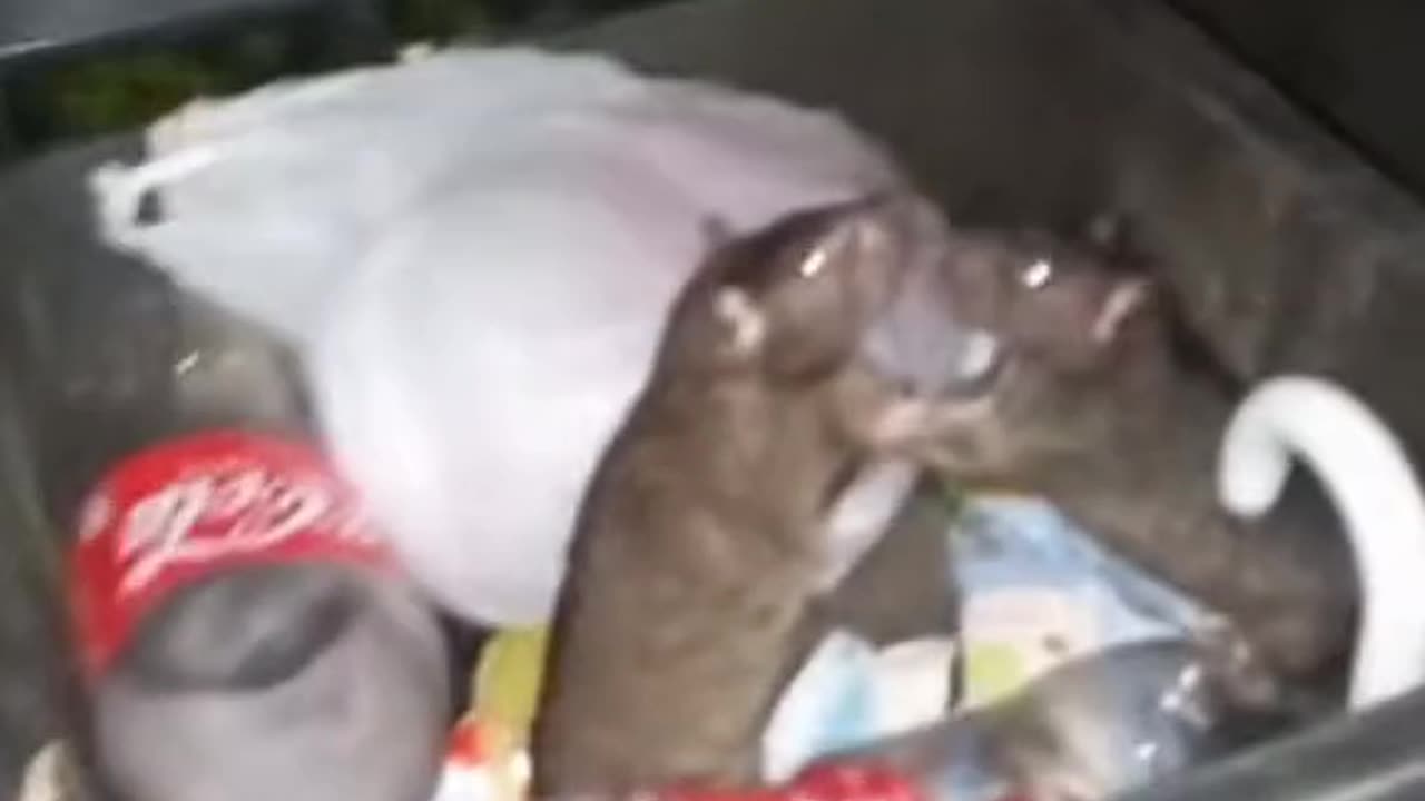 Man Interrupts Rats Having a Moment