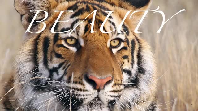 Wild Tigers in Africa_Cut.mp4