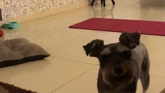 dog gets bad mood sometimes