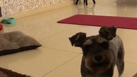 dog gets bad mood sometimes