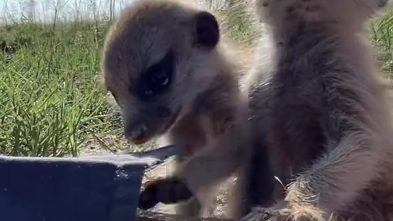 So Cute Meerkats