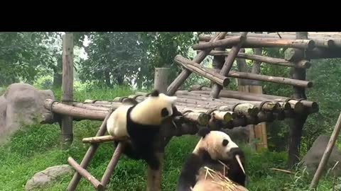 Panda play