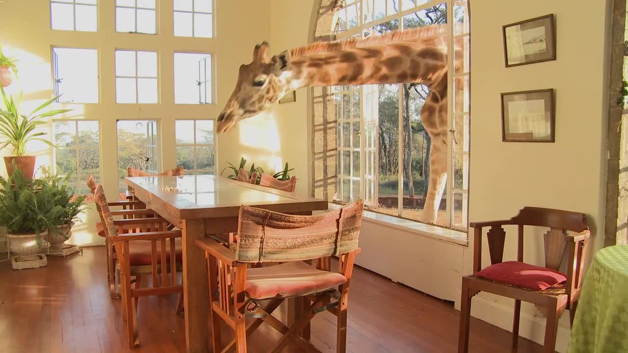 Giraffes stick their heads into the windows of an old mansion in Africa