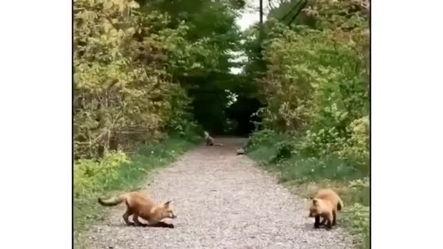 Cute Little Foxs