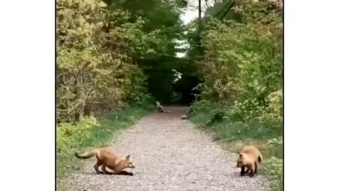 Cute Little Foxs