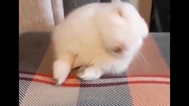 LOVE ANIMALS funny human videos of cute animals