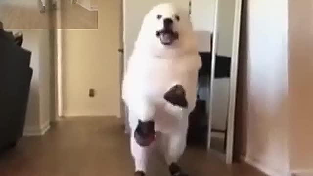 Dog running with shoes