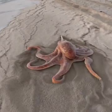 these beautiful llamas in Italy