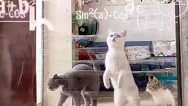 dumb Cat vs Smart Cat