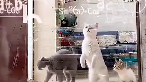 dumb Cat vs Smart Cat