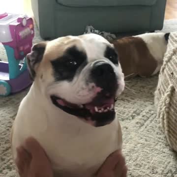 Stubby the Bulldog is PetItCure Shy