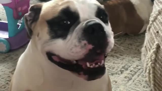 Stubby the Bulldog is PetItCure Shy