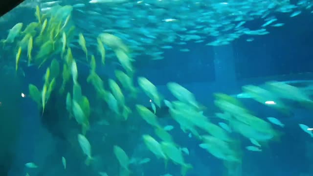 Fishes in Aquarium