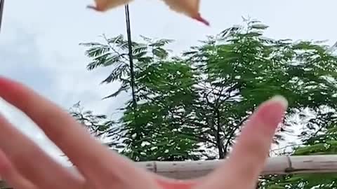 Flying squirrel cute sugar glider flying and landing on hand