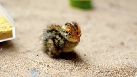 Babies bird