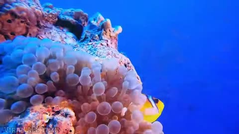 The Ocean 4K - Scenic Wildlife Film With Calming Music